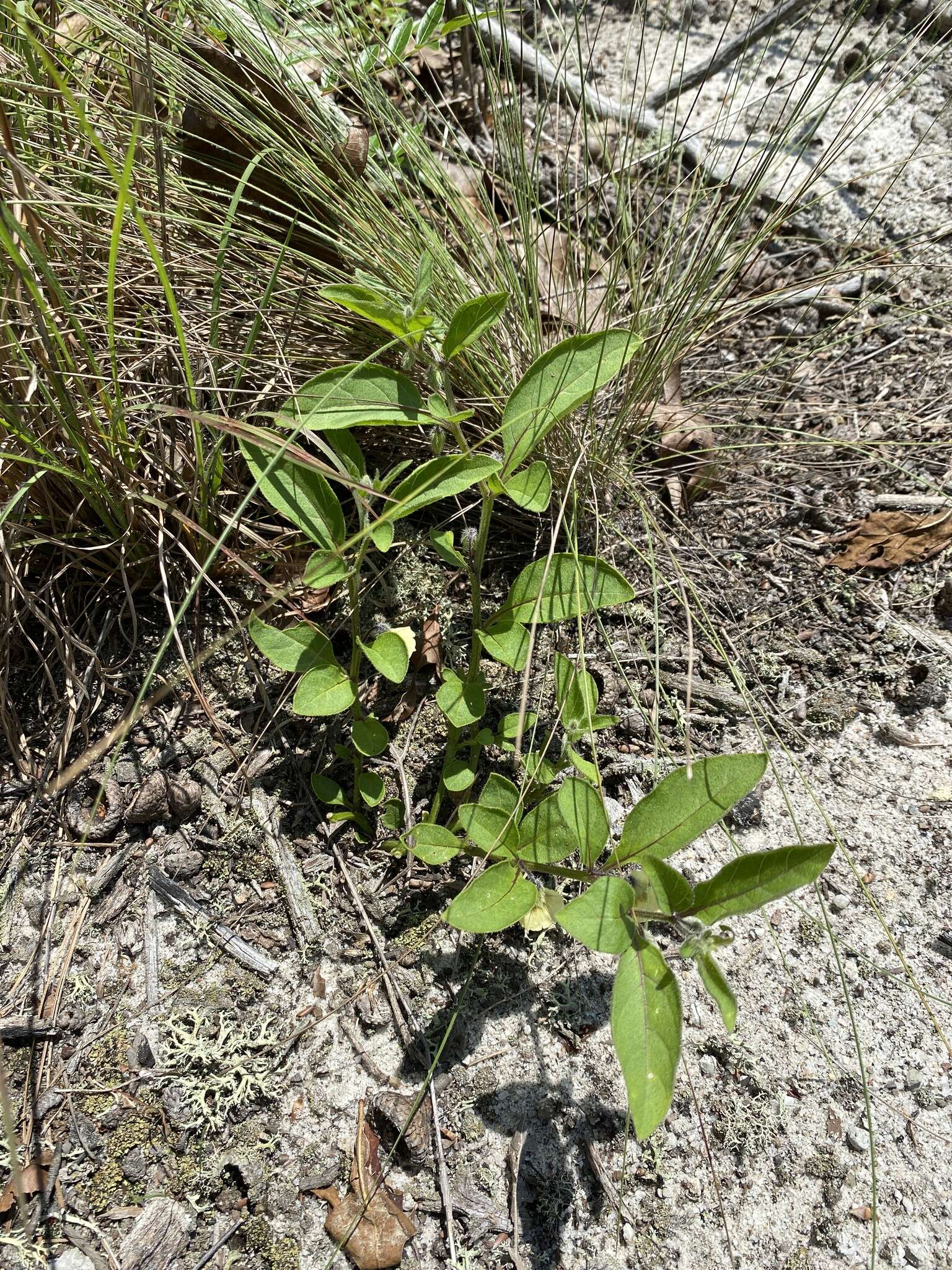 Image of sword groundcherry