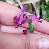 Image of Corydalis buschii Nakai