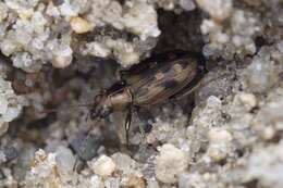 Image of Bembidion (Bracteon) levettei Casey 1918