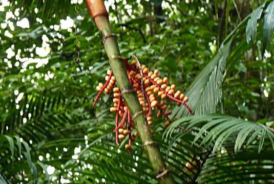 Image of Ivory cane palm