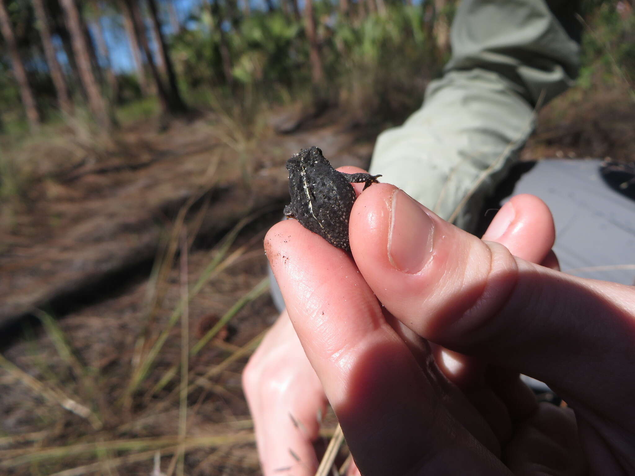 Anaxyrus quercicus (Holbrook 1840) resmi