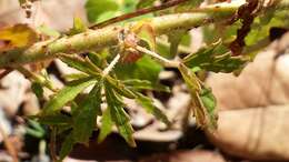 Image of Prickly hibiscus creeper