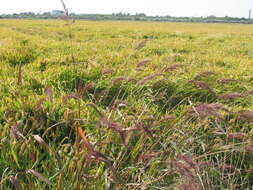 Image of Rice-Field Grass