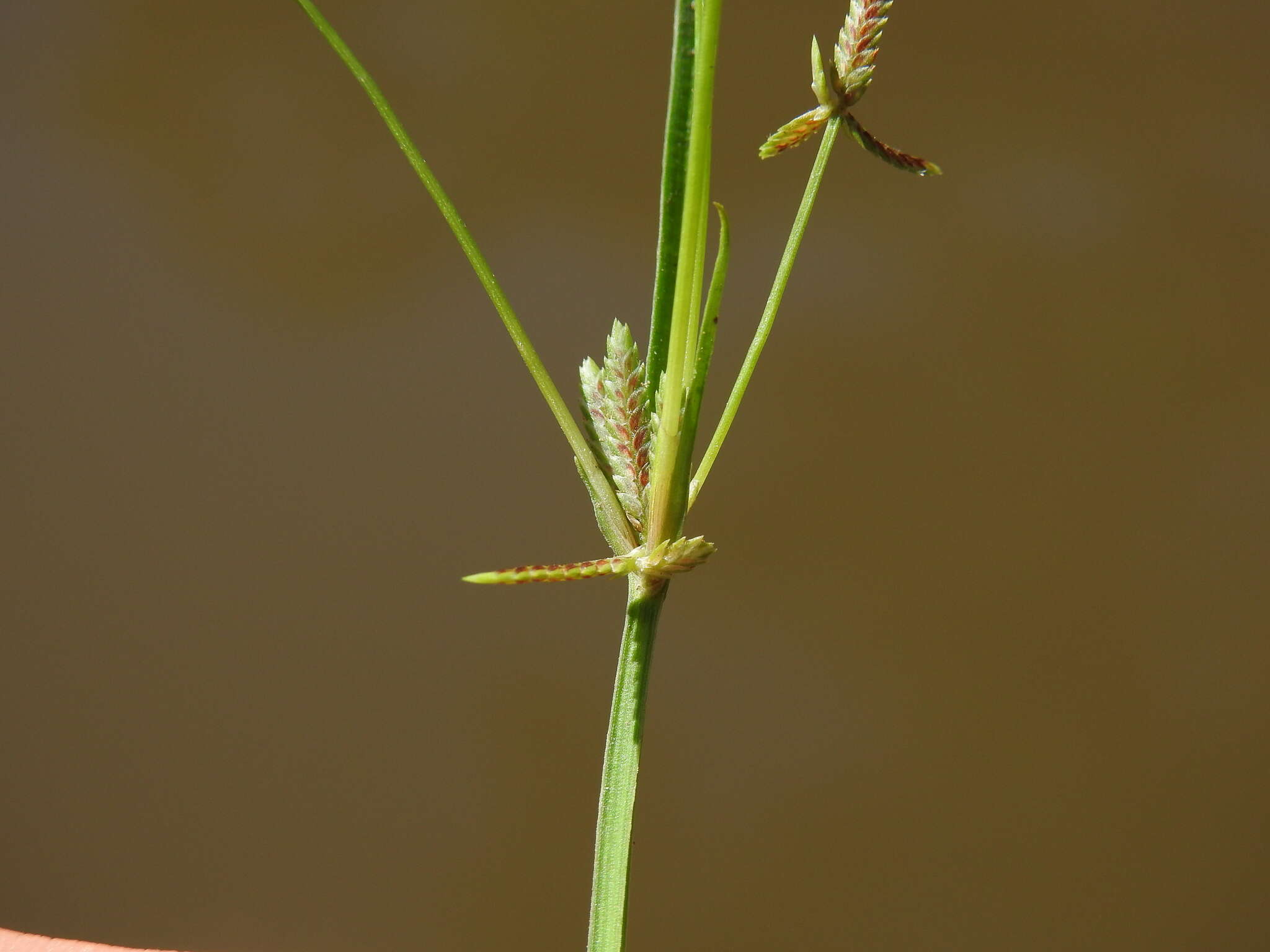 Image of Cyperus aquatilis R. Br.