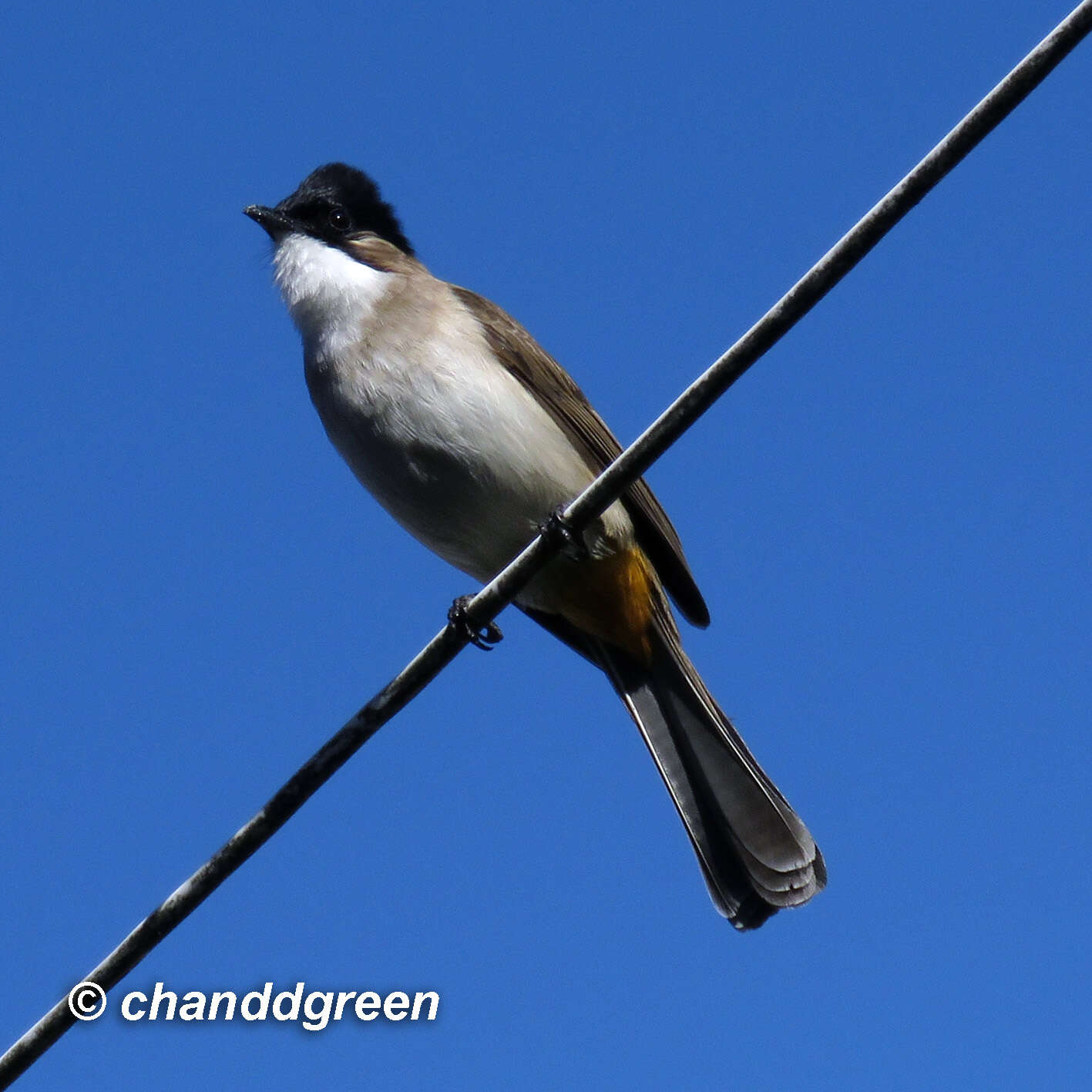 Image of Brown-breasted Bulbul