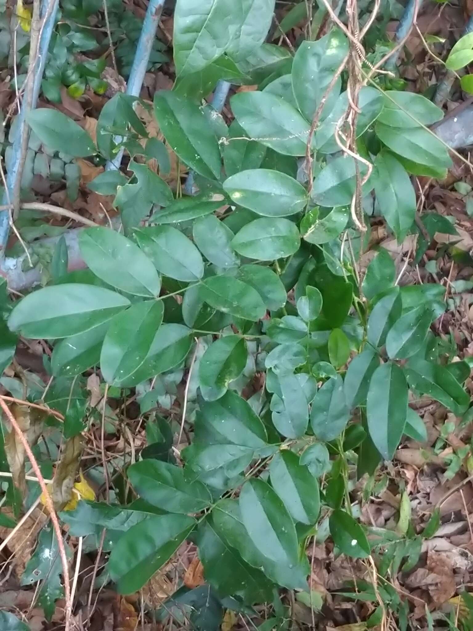 网络夏藤的圖片