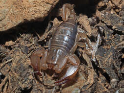 Image of Euscorpius candiota Birula 1903