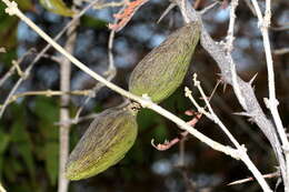 صورة Marsdenia rubicunda (K. Schum.) N. E. Br.