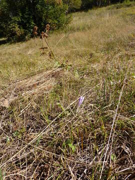 Image of showy colchicum