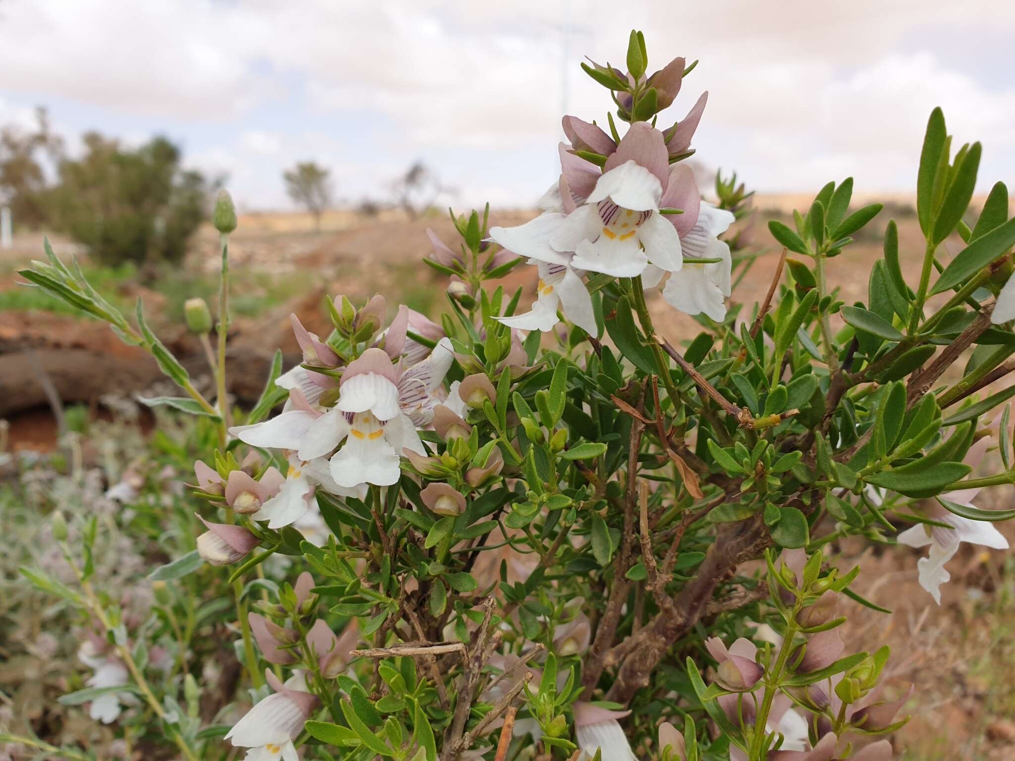 Imagem de Prostanthera striatiflora F. Muell.