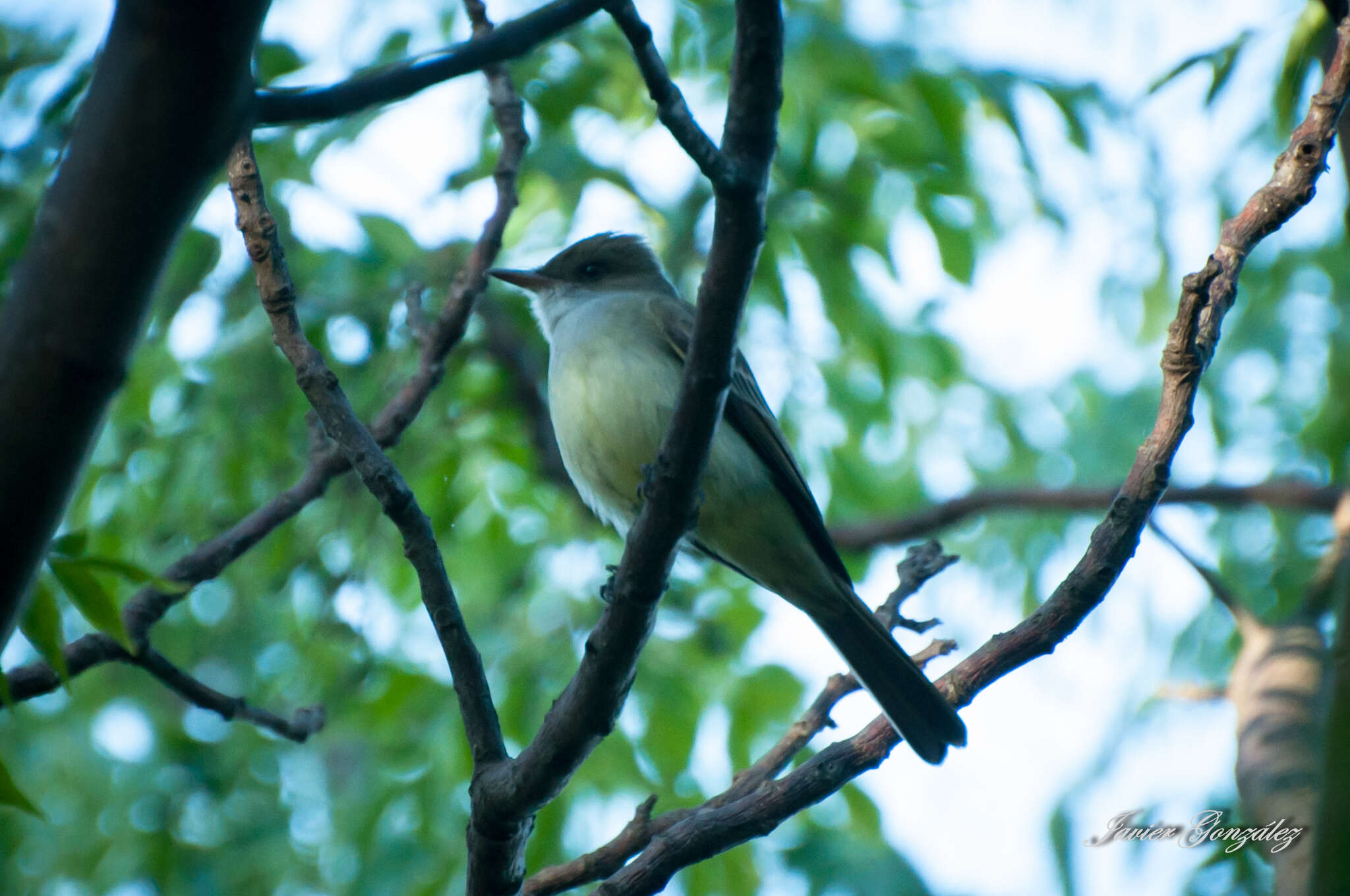 Image of Swainson's Flycatcher