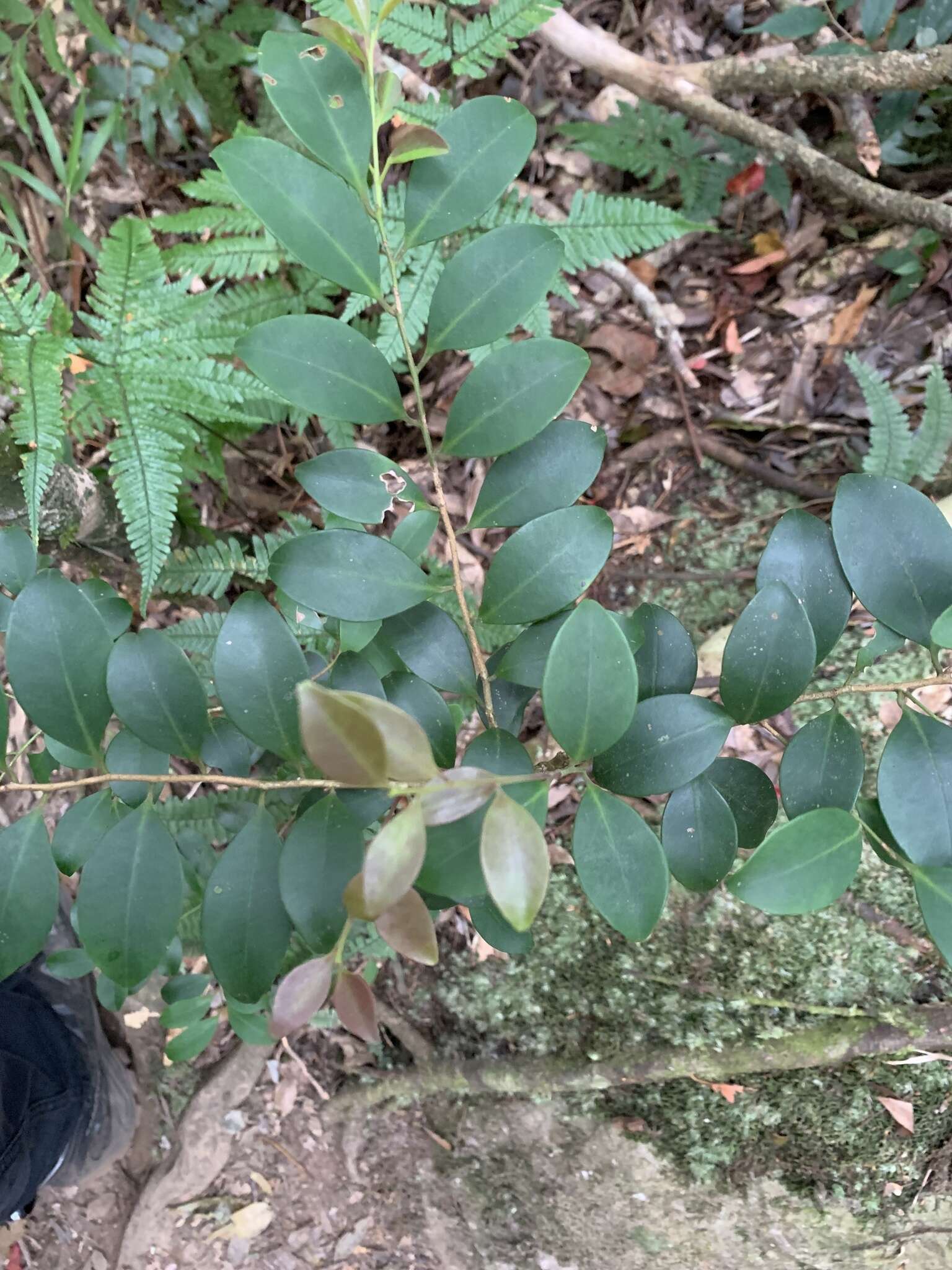 Imagem de Ilex goshiensis Hayata