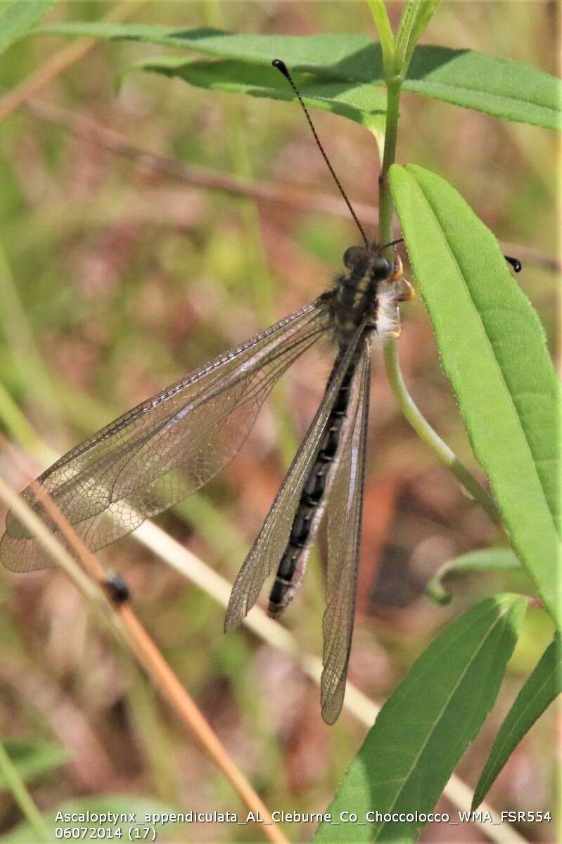 Sivun Ascaloptynx appendiculata (Fabricius 1793) kuva