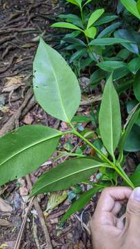 Image of Garcinia linii C. E. Chang