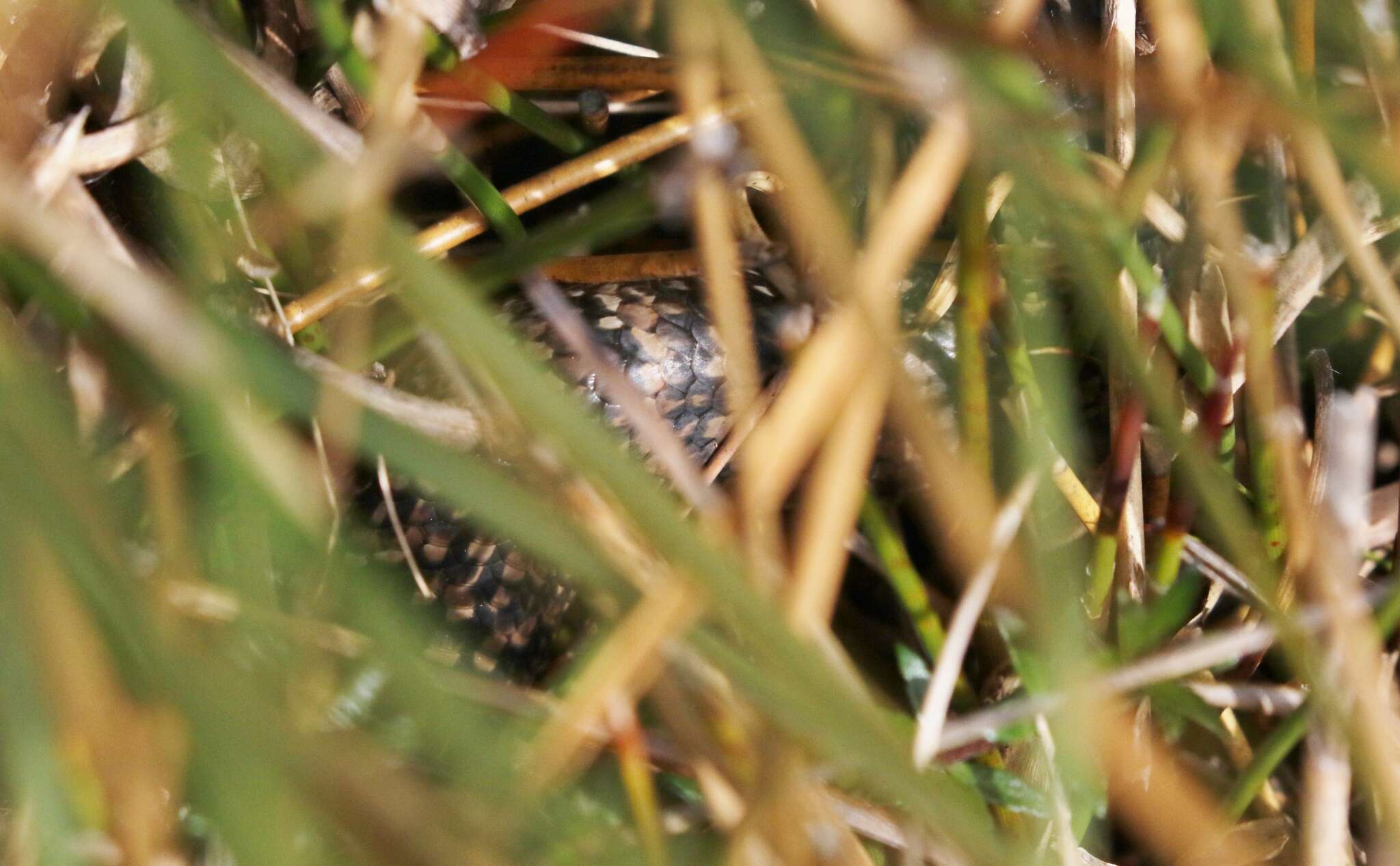 Image of She-oak Skink