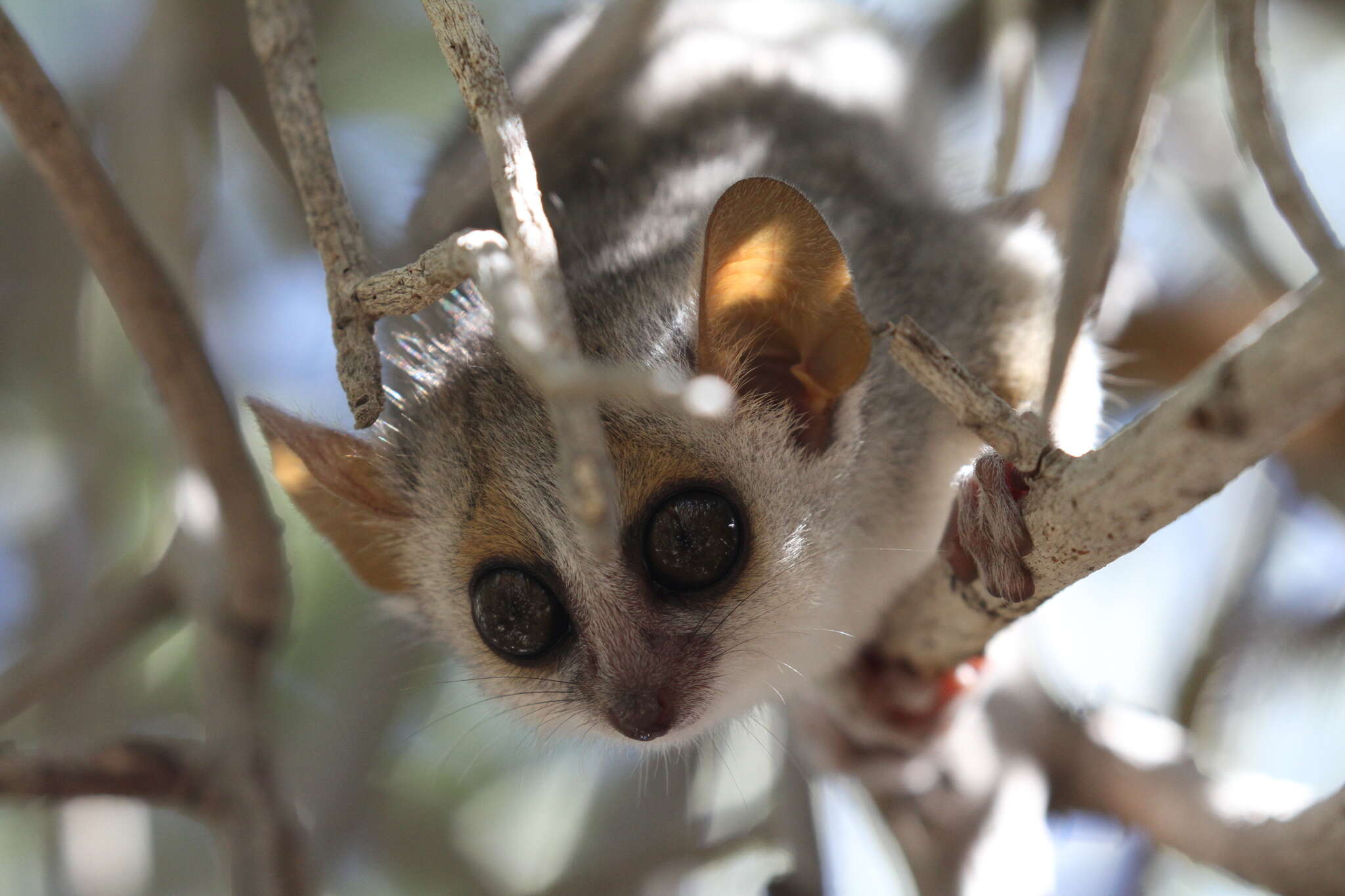 Image of Gray-brown Mouse Lemur