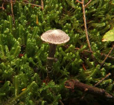 Image of Cortinarius flexipes (Pers.) Fr. 1838