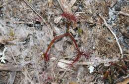 Image of Drosera binata Labill.