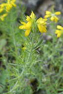 Image of Genista hispanica subsp. hispanica