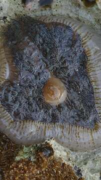 Image of Atlantic carpet anemone