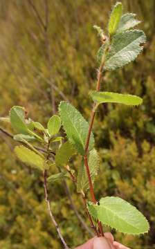 صورة Cliffortia viridis Weim.