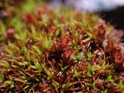 Image of seaside schistidium moss