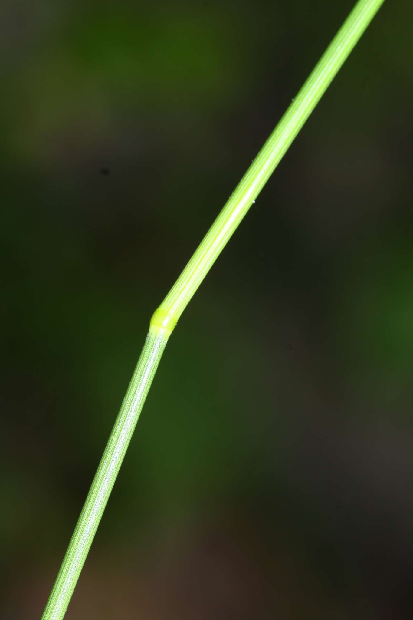 Image of Poa sichotensis Prob.