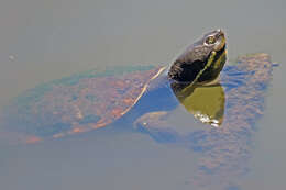 Image of Murray River Turtle