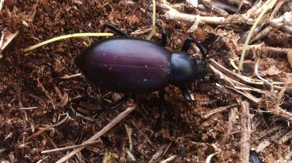 Imagem de Eleodes (Xysta) longicollis Le Conte 1851