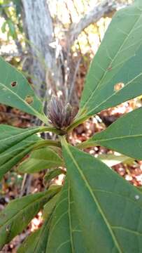 Image of Vernonia mecistophylla Baker