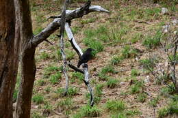 Sivun Strepera versicolor melanoptera Gould 1846 kuva