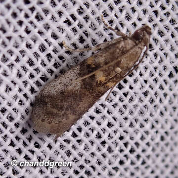 Image of Acrobasis encaustella Ragonot 1893