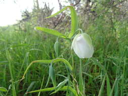 Image of White fairy-lantern