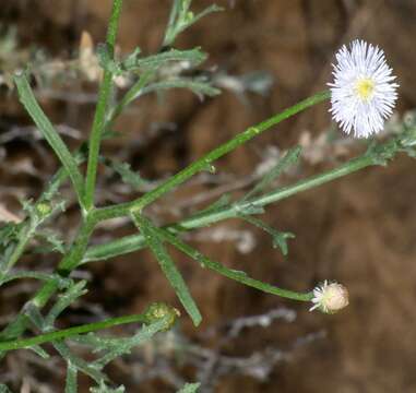 Image of Minuria denticulata (DC.) Benth.