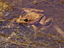 Image of California Red-legged Frog