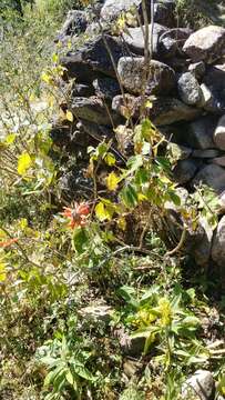 Image of Colquhounia coccinea Wall.