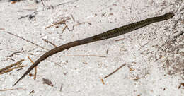 Image of Cape grass lizard