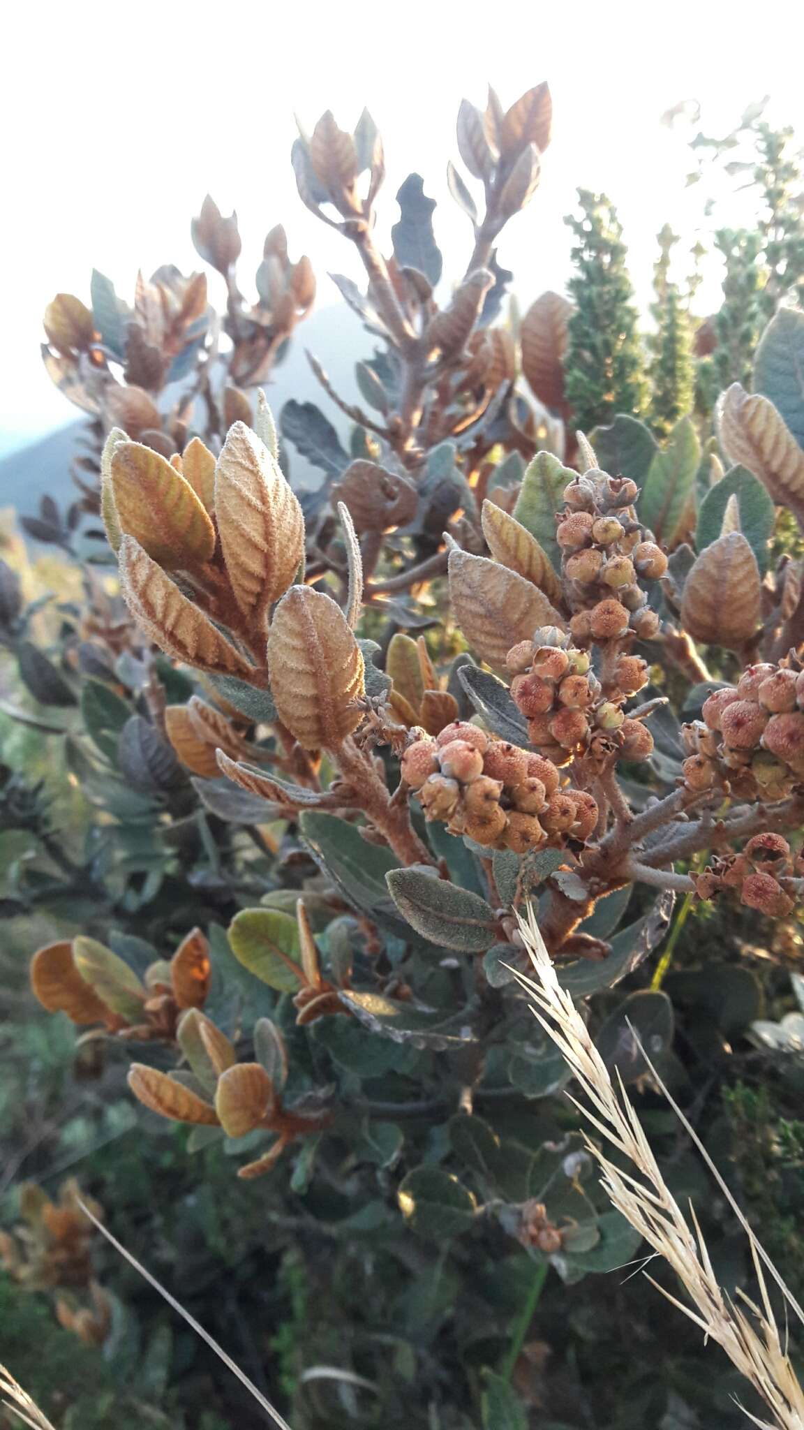 Image of Clethra fimbriata Kunth