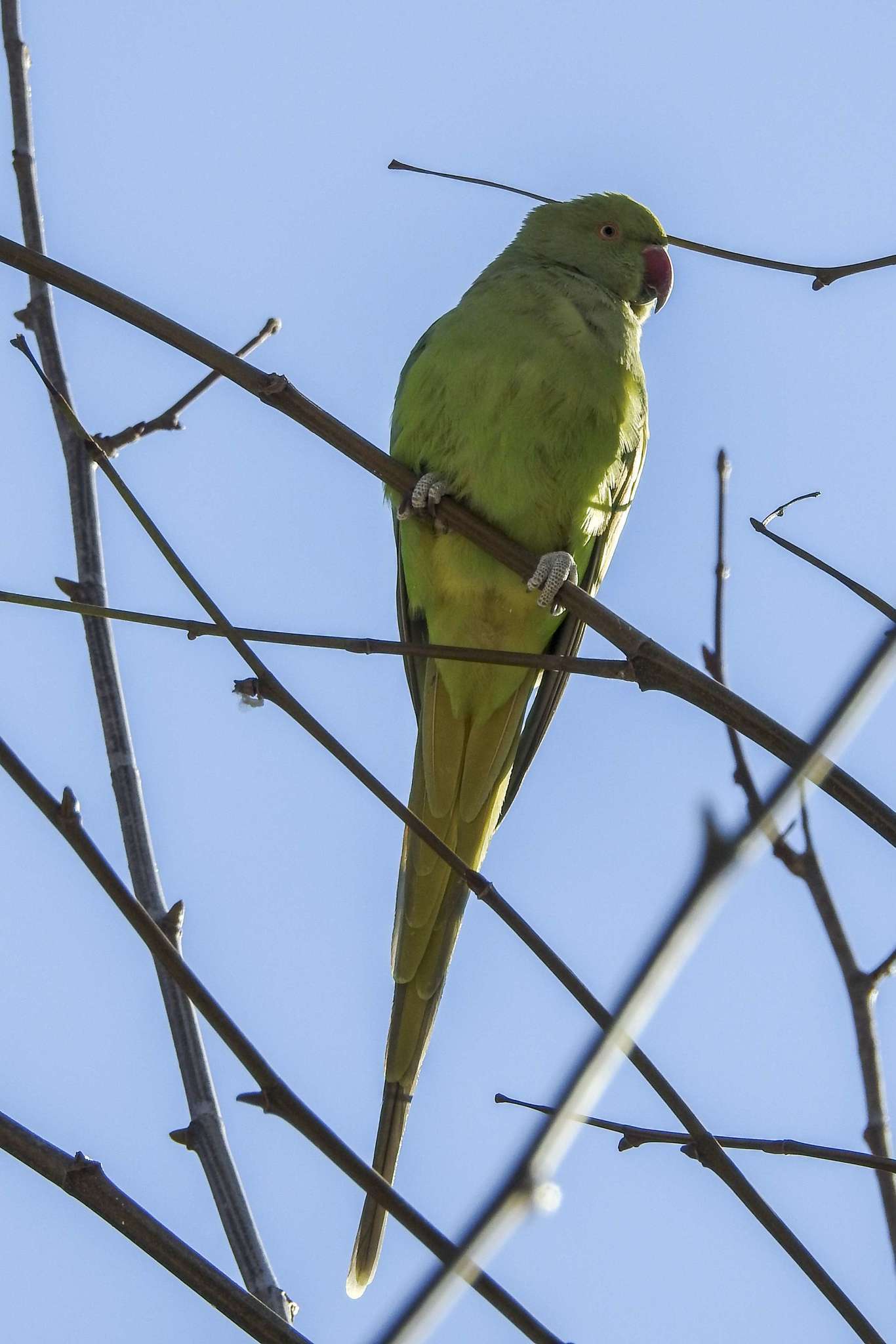 Image of Ring-necked Parakeet