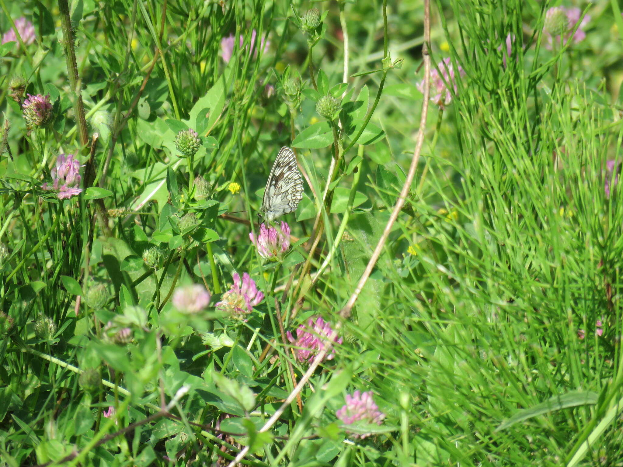 Image of marbled white