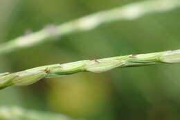 Image of Asian crabgrass