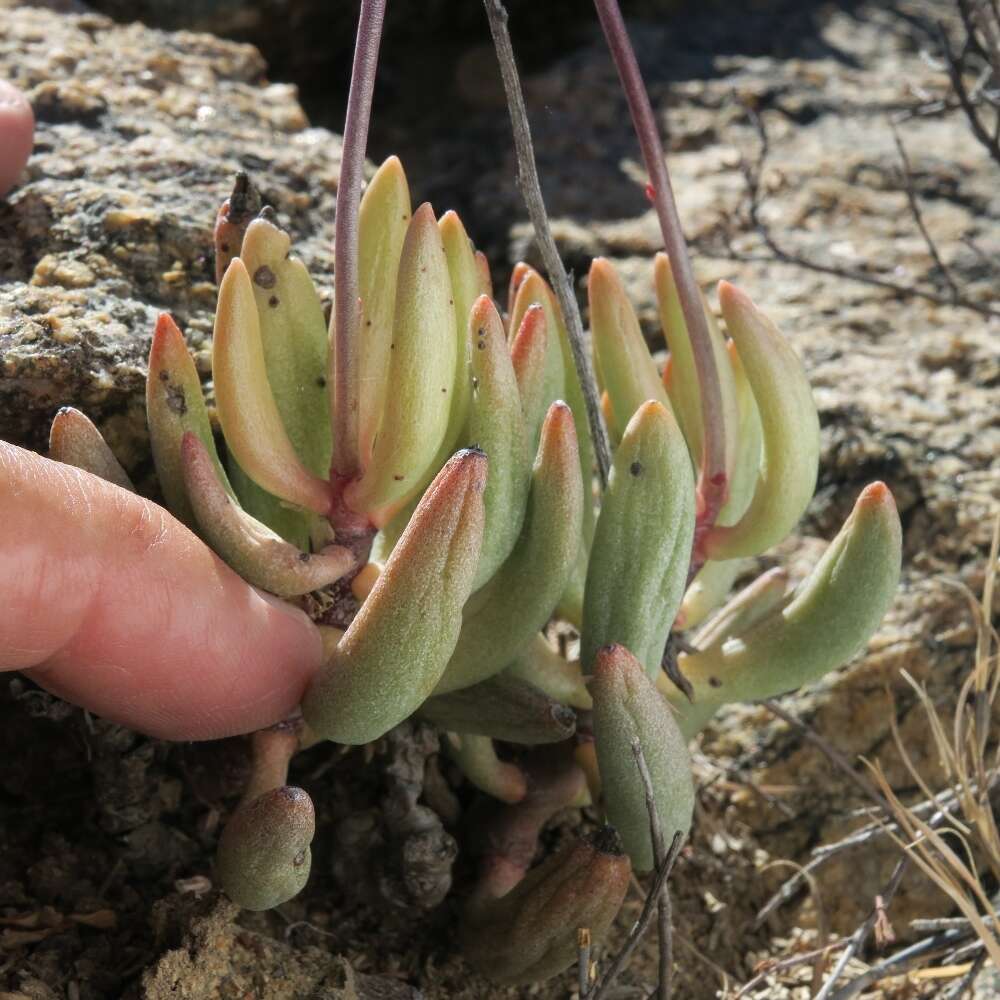 Image of Brittle Adromischus