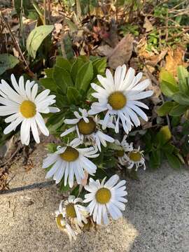 Image of max chrysanthemum