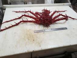 Image of porcupine king crab