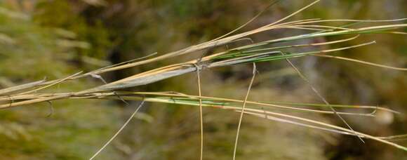 Image de Pentameris macrocalycina (Steud.) Schweick.