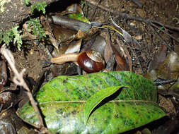 صورة Terrycarlessia turbinata Stanisic 2010