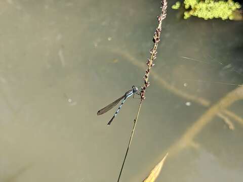 Image of Indolestes cyaneus (Selys 1862)