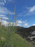 Image of Reseda barrelieri Bertol.