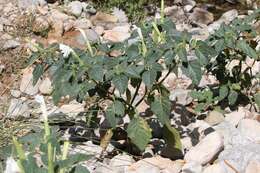 Image of Datura innoxia P. Miller