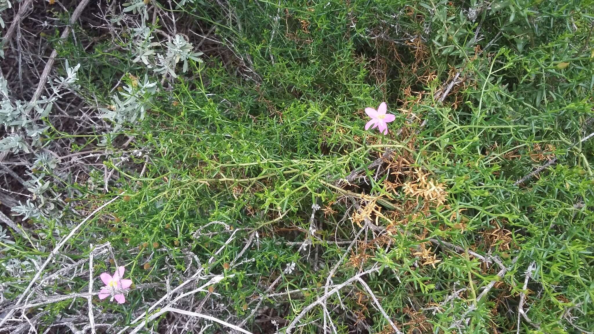 Image de Chironia baccifera L.